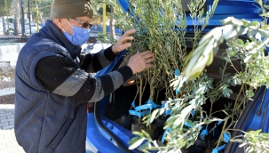 Aliağa Belediyesi'nin Zeytin Fidanı Dağıtımları Sürüyor.