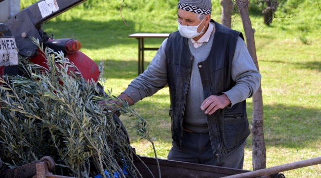 Aliağa'da Zeytin Şöleni Sürüyor