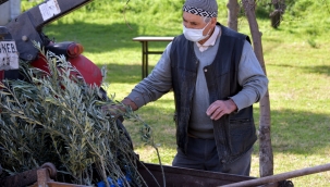 Aliağa'da Zeytin Şöleni Sürüyor