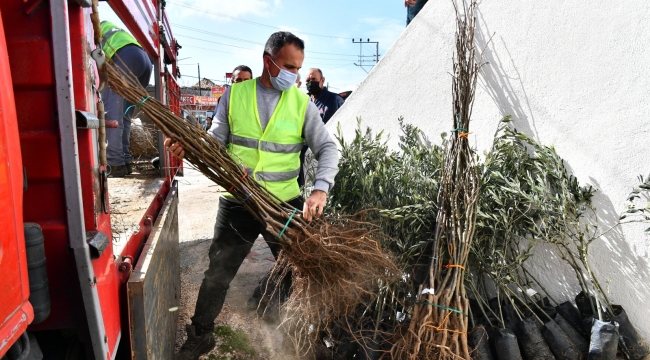 İzmir Büyükşehir Belediyesi bu yıl 550 bin fidan dağıtacak