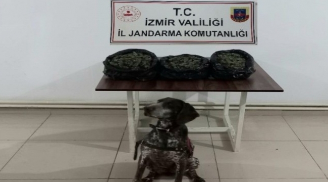 Üç ilçede jandarmadan uyuşturucu baskınları