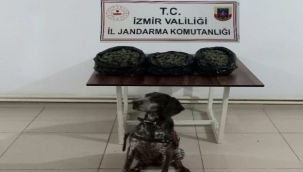 Üç ilçede jandarmadan uyuşturucu baskınları