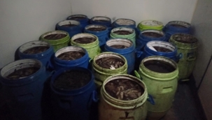 1 Ton Akivades ve 1 Ton Deniz Patlıcanı Denize İade Edildi.