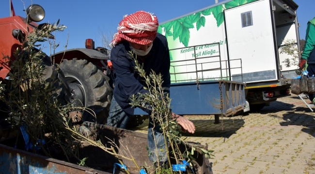 Aliağa Belediyesi'nden 684 Üreticiye 17 Bin 100 Zeytin Fidanı