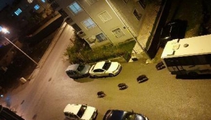 Aliağa'da aç kalan domuz sürüsü şehre indi