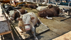 Bergama'da 'şap' alarmı! 20 mahalle karantinaya alındı..