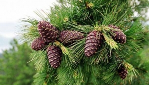 ÇAM KOZALAĞININ SIRRI AÇIĞA ÇIKTI