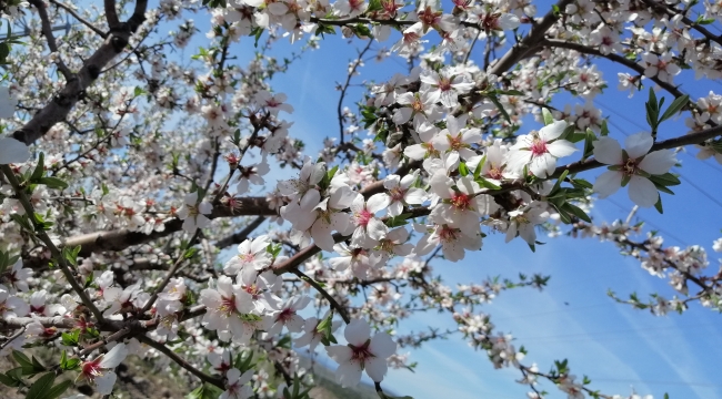 Çeşme'de badem ağaçlarının çiçeği soldu