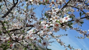 Çeşme'de badem ağaçlarının çiçeği soldu