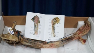 Ege'den bir ilk daha