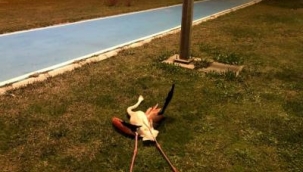  Flamingoların ölüm nedeni araştırılıyor