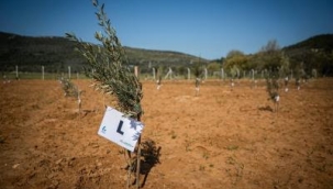 Yelki'de Z Kuşağı Ormanı