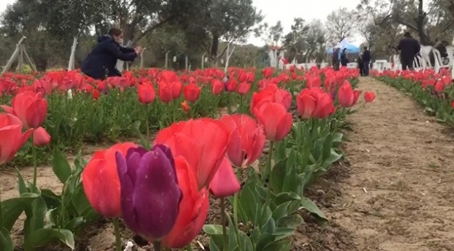 Dikili'de iki kadın girişimci gözü gibi baktığı lalelerin hasadını yaptı