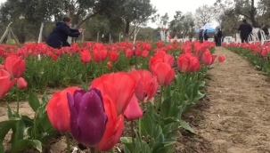 Dikili'de iki kadın girişimci gözü gibi baktığı lalelerin hasadını yaptı
