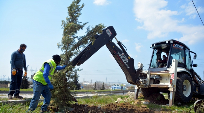 Helvacı'dan Yeni Şakran'a Kadar Yol Kenarları Ağaçlandırılıyor