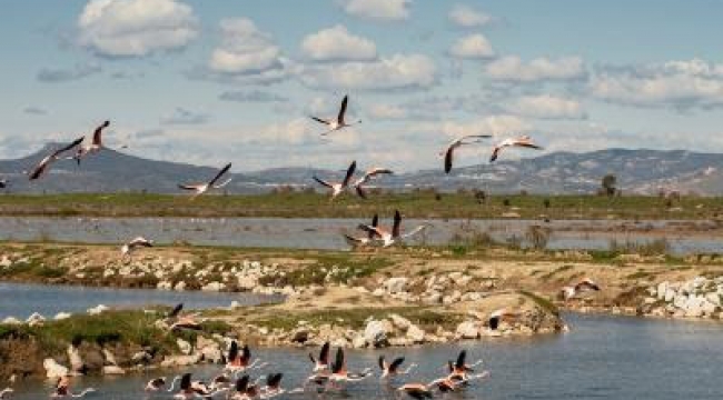 İzmir'in Gediz Deltası'nda Kuş Göçü İzleme Programı başladı