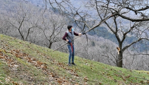 Kestane ağaçları iyileşiyor