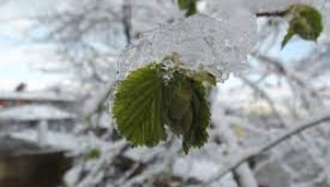 Meteorolojiden Fırtına ve Zirai Don Uyarısı