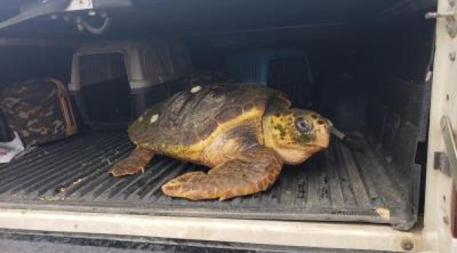 Yaralı Caretta caretta için İzmir İtfaiyesi zamanla yarıştı