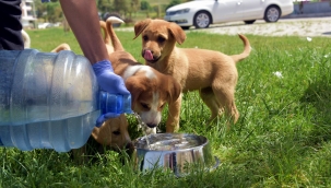Aliağa Belediyesi Sevimli Dostların Yanında