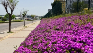 Aliağa'nın Dört Bir Yanına Bahar Geldi 
