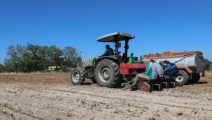 Buca Belediyesi'nden Gölet'e kekik