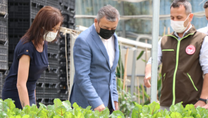  Çeşme'de Bir İlk; Domates Fidesi İhracatı