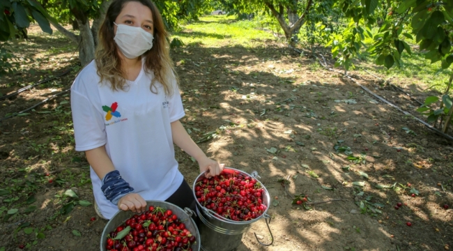 İzmir'de kiraz hasadı için Biz Varız dayanışması başladı