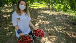 İzmir'de kiraz hasadı için Biz Varız dayanışması başladı