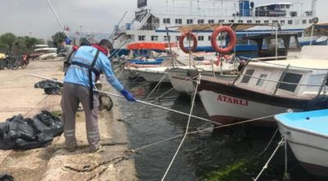 Körfez'deki deniz marulları temizleniyor