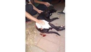 magandalar dehşet saçtı: Tabancadan çıkan mermi köpeğe isabet etti