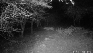 Uzun yıllar sonra ilk kez İzmir'de kurt görüntülendi