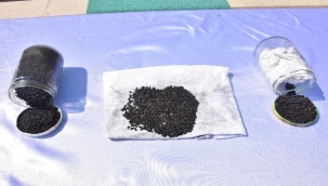 2 bin yıllık ata tohumlarını satmak isterken suçüstü yakalandı