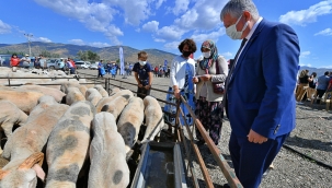 Büyükşehir hayvancılığa desteğini sürdürüyor