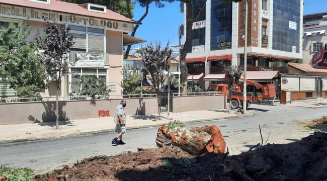 Dikili'de Okaleptüs Ağaçları Söküldü