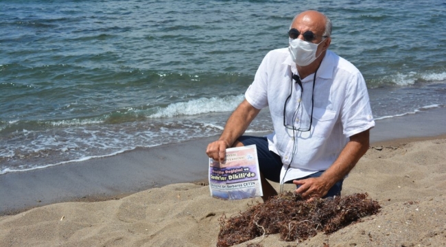 Erdek'de deniz salyası, Dikili 'de Sargassum tehdidi