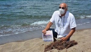 Erdek'de deniz salyası, Dikili 'de Sargassum tehdidi
