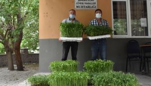 Menemen'de yerli tohumlar toprakla buluştu