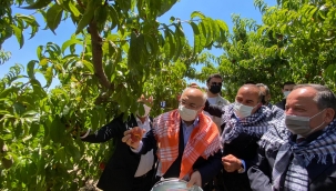 Şeftalide hasat coşkusu