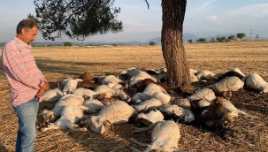  Yıldırım düştü ,küçükbaş hayvanlar telef oldu