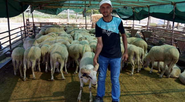 Aliağa'da Kurbanlıklar Alıcılarını Bekliyor