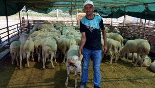 Aliağa'da Kurbanlıklar Alıcılarını Bekliyor