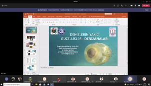 Doç. Dr. Killi, "Ölü denizanalarına kesinlikle dokunmayın"
