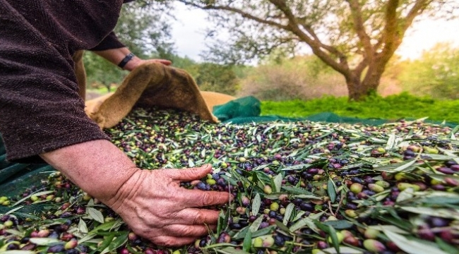 Zeytin ve zeytinyağı ihracatı, 136 milyon dolara ulaştı