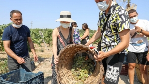 AIESEC gençleri Buca'da üzüm hasadında