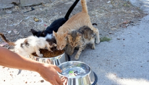 Aliağa'da Sevimli Dostlar İçin Yoğun Mesai