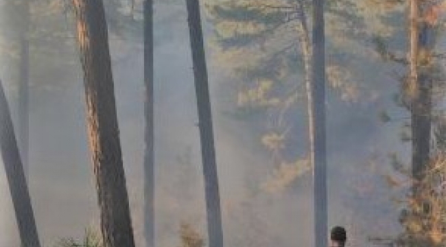 Bayındır'da orman yangını
