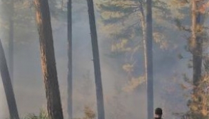 Bayındır'da orman yangını