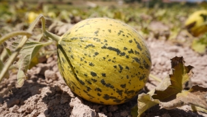 Çeşme kavunu yeniden sahnede!