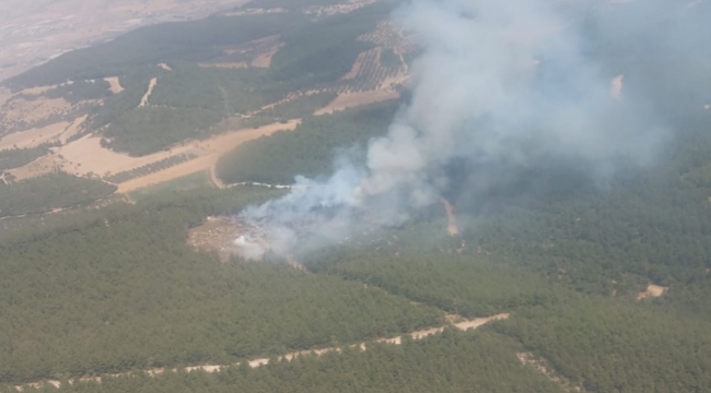 Foça'da ormanlık alanda yangın